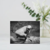 FUNNY Seal Briefkaart (Staand voorkant)