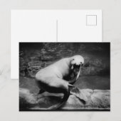 FUNNY Seal Briefkaart (Voorkant / Achterkant)