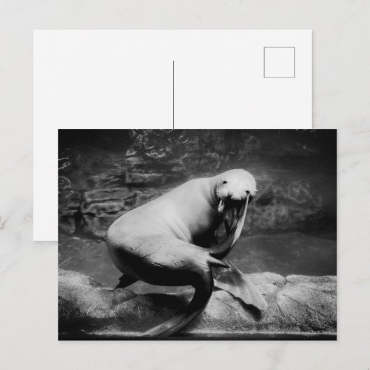 FUNNY Seal Briefkaart (Voorkant / Achterkant)