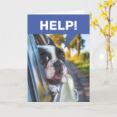 Funny Senior Driving Car, Terrified Dog Passenger Kaart (Gele Bloem)