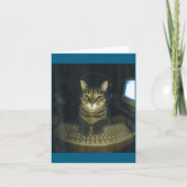 Funny Serious Gamer Cat Lovers Stud Kitty Cat Meme Kaart (Voorkant)