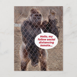 Funny Shelter op zijn plaats Gorilla Jail Inmate Briefkaart