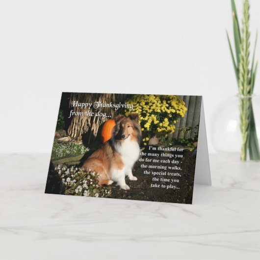 Funny Sheltie Thanksgiving Card Feestdagen Kaart (Voorkant)