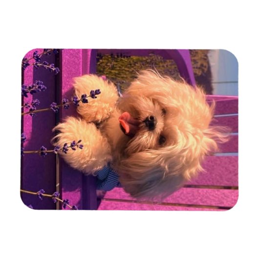 Funny Shih Tzu Puppy Smiling (Dog Days) Magneet (Horizontaal)
