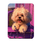 Funny Shih Tzu Puppy Smiling (Dog Days) Magneet (Verticaal)