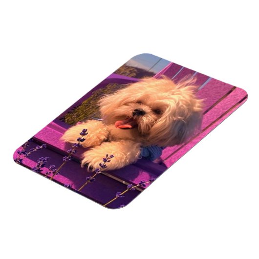 Funny Shih Tzu Puppy Smiling (Dog Days) Magneet (Linkerzijde)