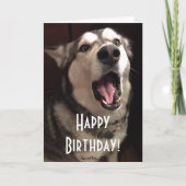 Funny Singing Alaskan Malamute Dog Foto Kaart (Voorkant)