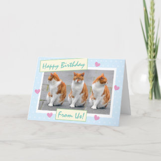 Funny Sky Blue van de katten Foto Happy Birthday Kaart