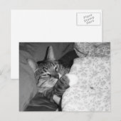 Funny Slapende Kat in het Briefkaart van Bed (Voorkant / Achterkant)