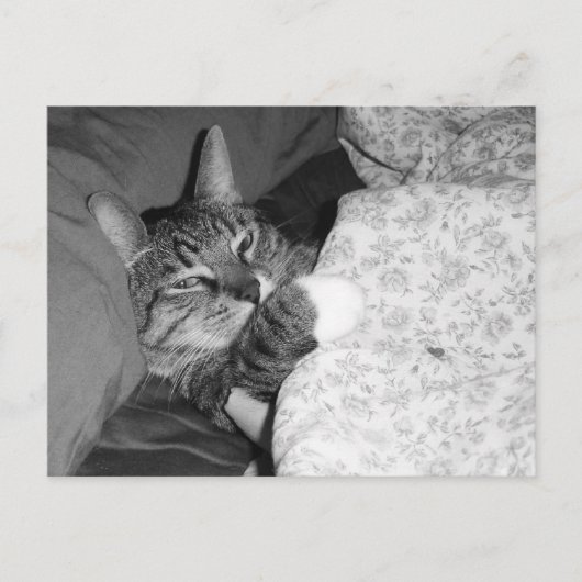 Funny Slapende Kat in het Briefkaart van Bed (Voorkant)