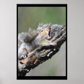 Funny Sleepy Squirrel Blank Kaart Poster (Voorkant)