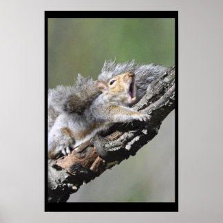 Funny Sleepy Squirrel Blank Kaart Poster