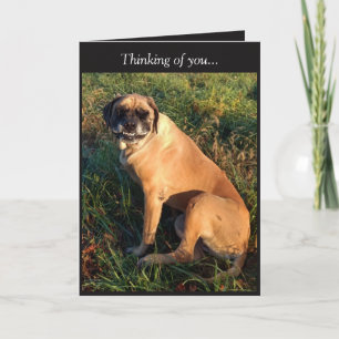 Funny Smiling English Mastiff Dog card Kaart