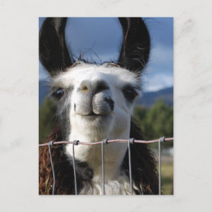 Funny Smiling Llama in Southern Oregon Briefkaart