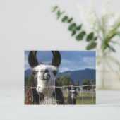 Funny Smiling Llama in Southern Oregon Briefkaart (Staand voorkant)