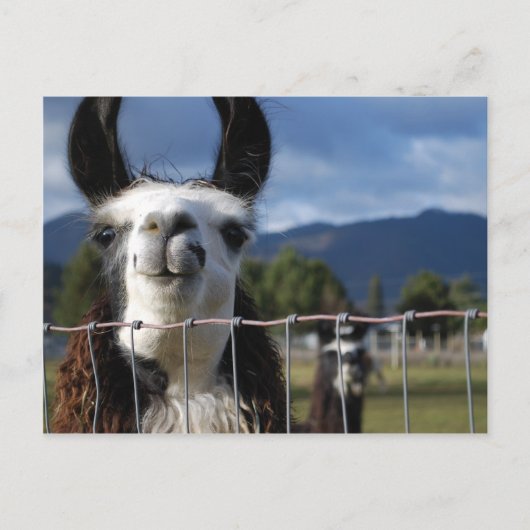 Funny Smiling Llama in Southern Oregon Briefkaart (Voorkant)