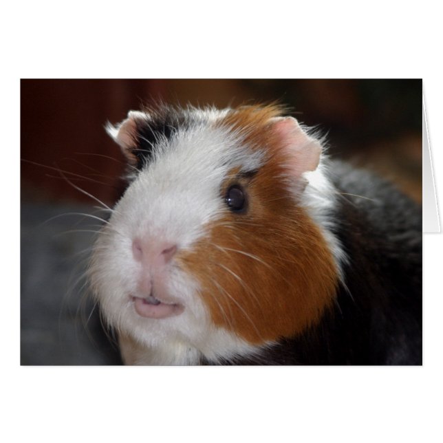 Funny, Smooth, Tricolor Guinea Pig Face (Voorkant Horizontaal)