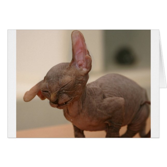Funny sneezing sphynx kitten (Voorkant Horizontaal)