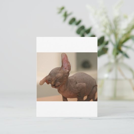 Funny sneezing sphynx kitten briefkaart (Staand voorkant)
