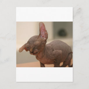 Funny sneezing sphynx kitten briefkaart