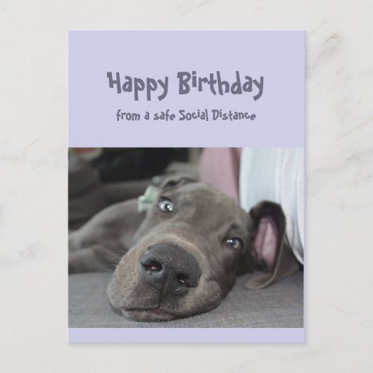 Funny Social Distance Birthday Great Dane Dog Briefkaart (Voorkant)
