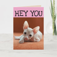 FUNNY SPHYNX CAT BIRTHDAY-WENSKAARTEN