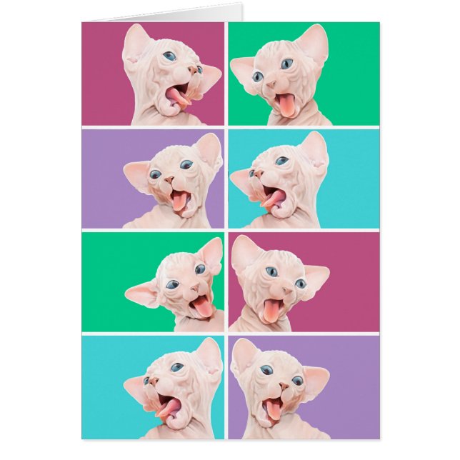 Funny sphynx kitten (Voorkant)