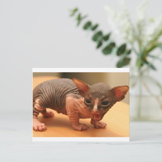 Funny sphynx kitten briefkaart (Staand voorkant)