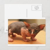 Funny sphynx kitten briefkaart (Voorkant / Achterkant)