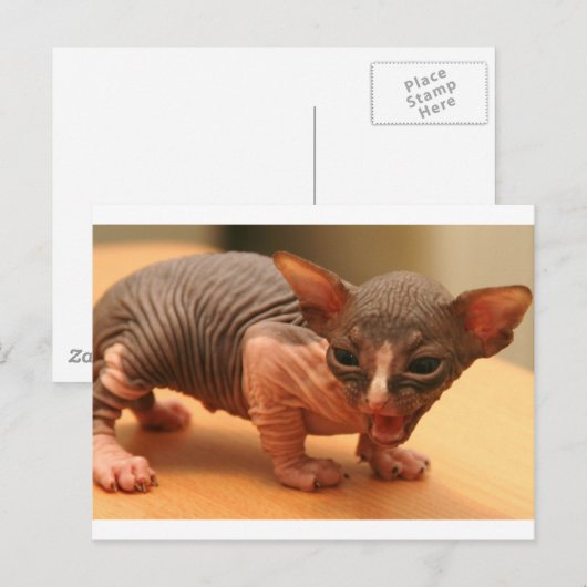 Funny sphynx kitten briefkaart (Voorkant / Achterkant)