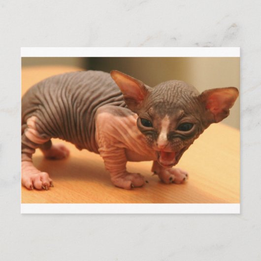 Funny sphynx kitten briefkaart (Voorkant)