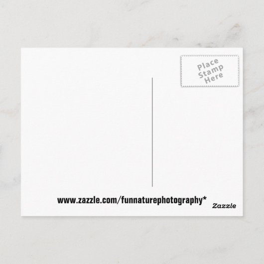 Funny Squirrel Briefkaart (Achterkant)