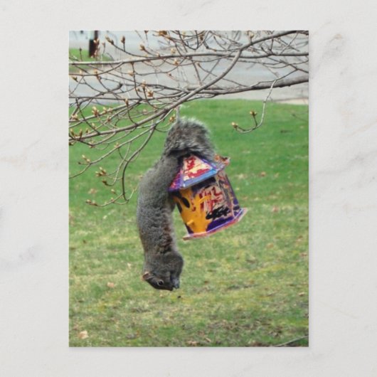 Funny Squirrel Briefkaart (Voorkant)
