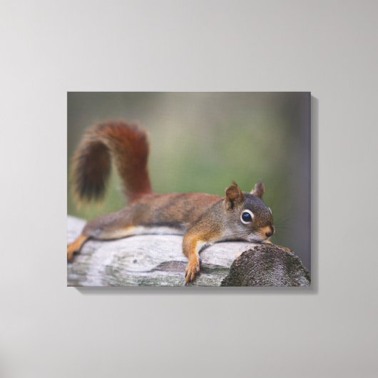 Funny Squirrel Canvas Afdruk (Voorkant)