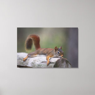 Funny Squirrel Canvas Afdruk