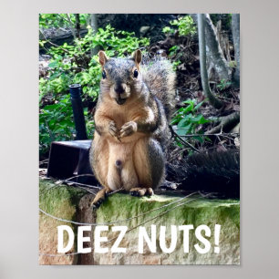 Funny Squirrel Deez Nuts ongeschikte Humor Poster