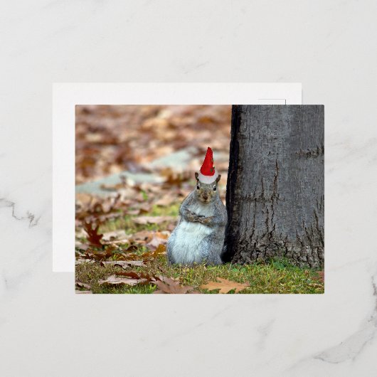 Funny Squirrel Santa Christmas briefkaart (Voorkant / Achterkant)