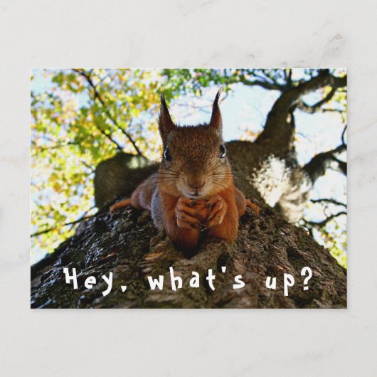Funny Squirrel Schattigeste Hallo What's Up Briefkaart (Voorkant)