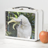 Funny Sulfur-Crested Cockatau Parrot Bird Waves (In situ)