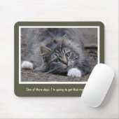 Funny Tabby Cat gaat die Muismat halen (Met muis)