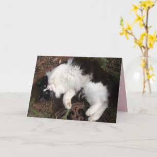 Funny Tuxedo Cat Happy Birthday Greetings Card Kaart
