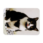 Funny Tuxedo Cat Magnet Magneet (Horizontaal)