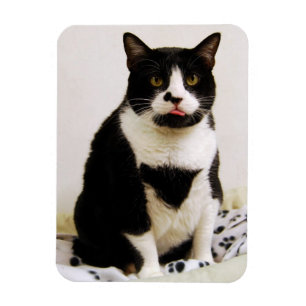 Funny Tuxedo Cat Magnet Magneet