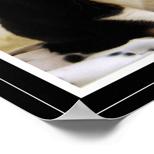 Funny Tuxedo Cat Poster (Hoek)