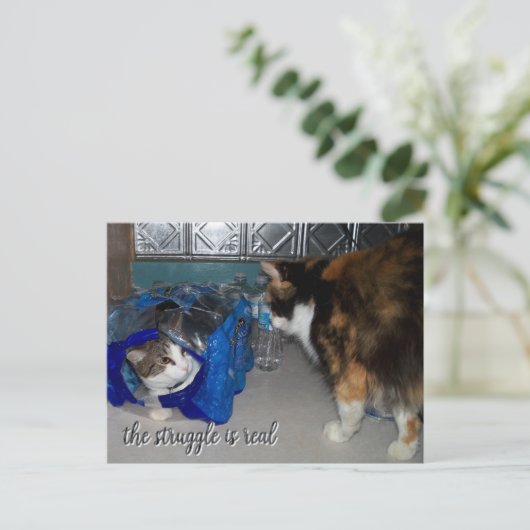 Funny Two Cats Foto "Een echte strijd" Briefkaart (Staand voorkant)