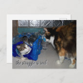 Funny Two Cats Foto "Een echte strijd" Briefkaart (Voorkant / Achterkant)