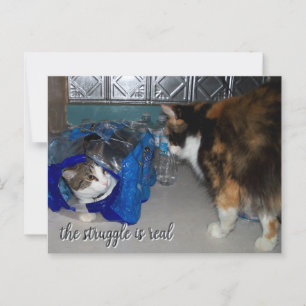 Funny Two Cats Foto "Een echte strijd" Briefkaart