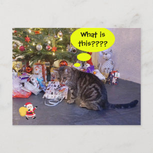 Funny-vakantiekaart met kitten en Santa Claus Briefkaart
