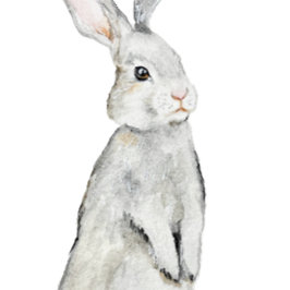 Funny velvet konijn poster