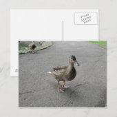 Funny Waddling Duck Briefkaart (Voorkant / Achterkant)